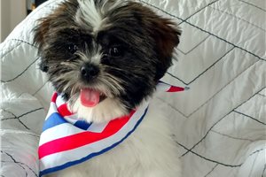 Aaron - Shih Tzu for sale