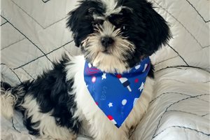 Angel - Shih Tzu for sale