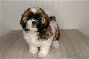 Abby - Shih Tzu for sale