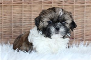 Bart - puppy for sale