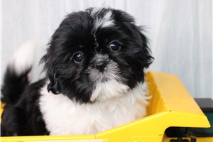 Daniel - Shih Tzu for sale