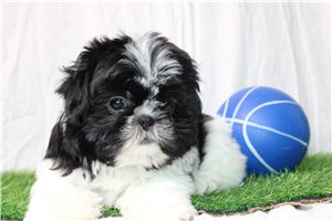 David - Shih Tzu for sale