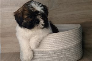 Alfred - Shih Tzu for sale