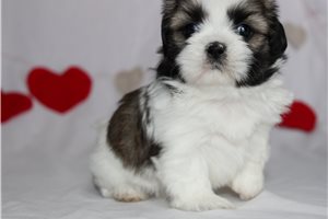 Bella - puppy for sale