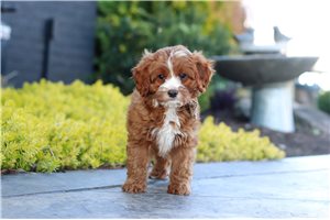 Mateo - Cavapoo for sale