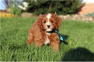 Maverick - Cavapoo for sale
