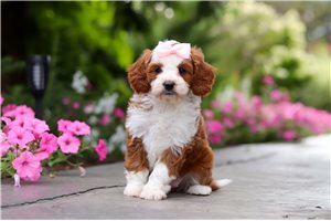 Drusilla - puppy for sale