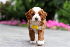 Diego - Cavapoo for sale