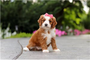 Dream - puppy for sale
