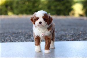 Madeline - puppy for sale