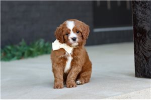 Maverick - Cavapoo for sale