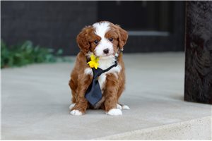 Mason - puppy for sale