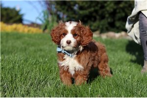 Mason - Cavapoo for sale