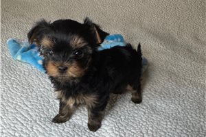 Sunny - Yorkshire Terrier - Yorkie for sale