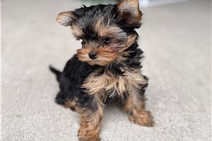 Brownie - puppy for sale