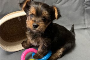 Olive - Yorkshire Terrier - Yorkie for sale