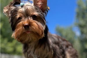 Atticus - Yorkshire Terrier - Yorkie for sale