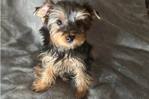 Conrad - puppy for sale