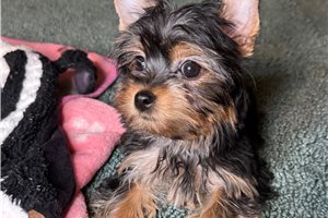 Cinnamon - Yorkshire Terrier - Yorkie for sale