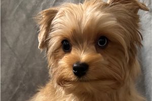 Noah - puppy for sale
