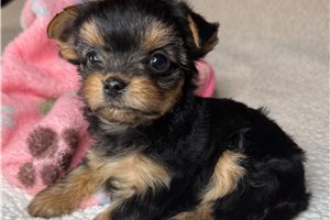 Naomi - puppy for sale