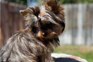 Brittany - Yorkshire Terrier - Yorkie for sale