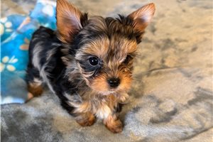 Nathan - Yorkshire Terrier - Yorkie for sale