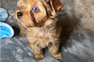 Noah - Yorkshire Terrier - Yorkie for sale