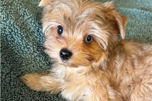 Noah - Yorkshire Terrier - Yorkie for sale