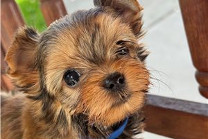 Brent - puppy for sale