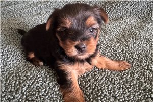 Olive - Yorkshire Terrier - Yorkie for sale