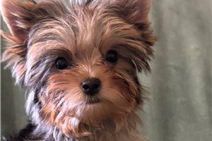 Nathan - Yorkshire Terrier - Yorkie for sale