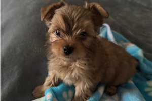 Noah - Yorkshire Terrier - Yorkie for sale