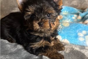 Sunny - puppy for sale