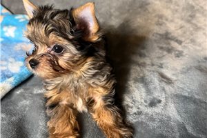 Nathan - Yorkshire Terrier - Yorkie for sale