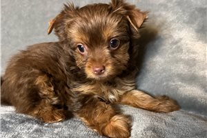 Nora - puppy for sale