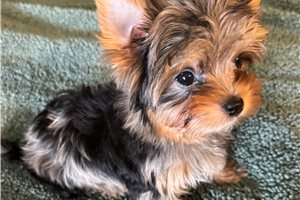 Nathan - Yorkshire Terrier - Yorkie for sale