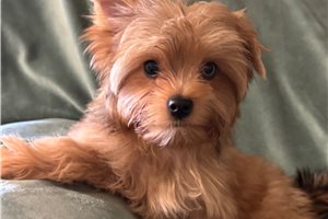 Noah - Yorkshire Terrier - Yorkie for sale