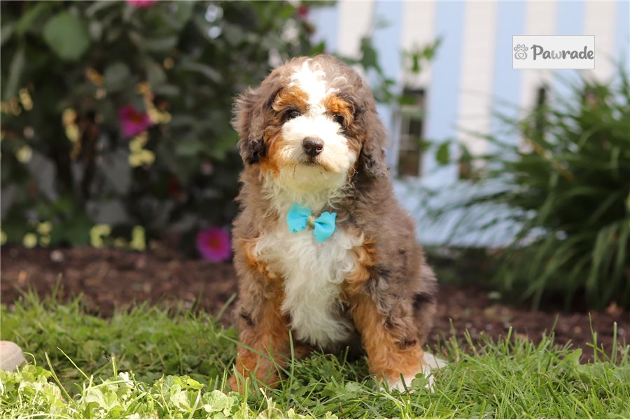 Truman - Mini Bernedoodle for sale