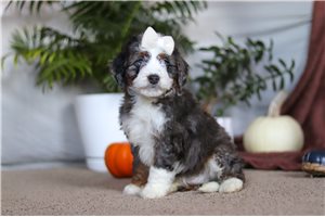 Mikayla - puppy for sale