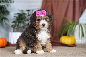 Lena - Bernedoodle, Mini for sale