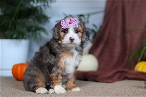 Loren - Bernedoodle, Mini for sale