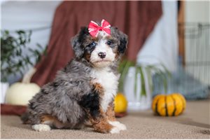 Lexie - puppy for sale