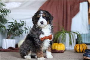 Mortimer - puppy for sale