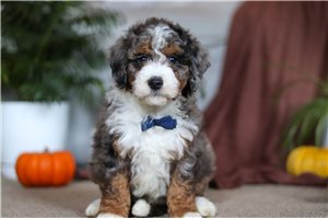 Miguel - Bernedoodle, Mini for sale