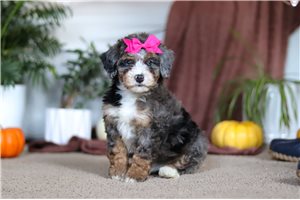 Marsha - puppy for sale