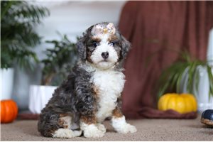 Lyric - Bernedoodle, Mini for sale