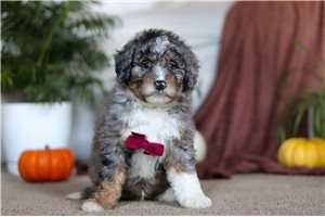 Marco - puppy for sale
