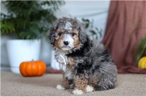 Lynx - Bernedoodle, Mini for sale