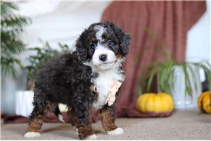 Mathias - puppy for sale
